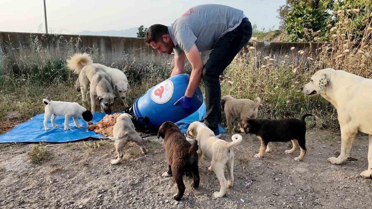 Efeler Belediyesi, sokak hayvanları için çalışmalarını sürdürüyor