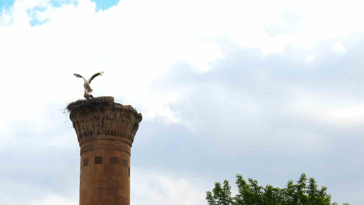 Depremde yarısı yıkılan minareye  leylek yuva yaptı