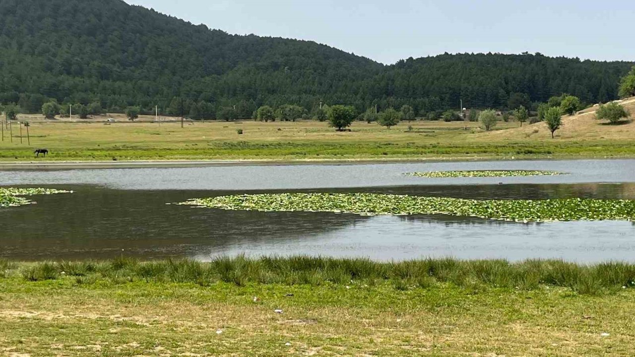 Süleymanlı Yayla Gölünde nilüfer şöleni başladı