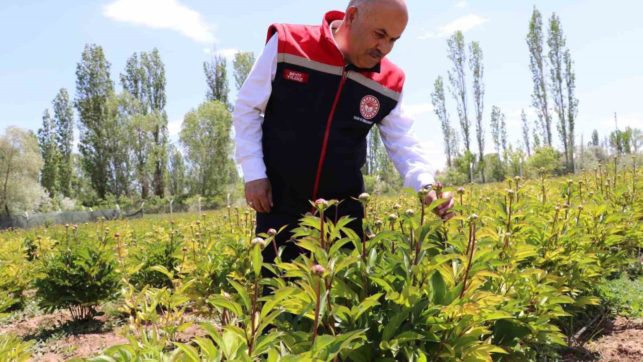 Sivas’ta Şakayık çiçeği hasadı başladı