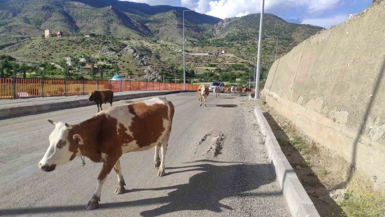 Batman’da başıboş inekler, sürücülere zor anlar yaşatıyor