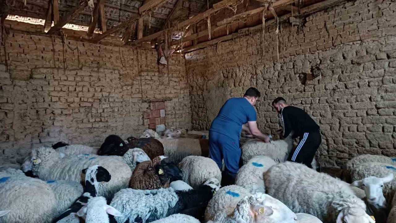 Tek tırnaklı hayvan kimlik tespiti ve muayene işlemleri yapıldı