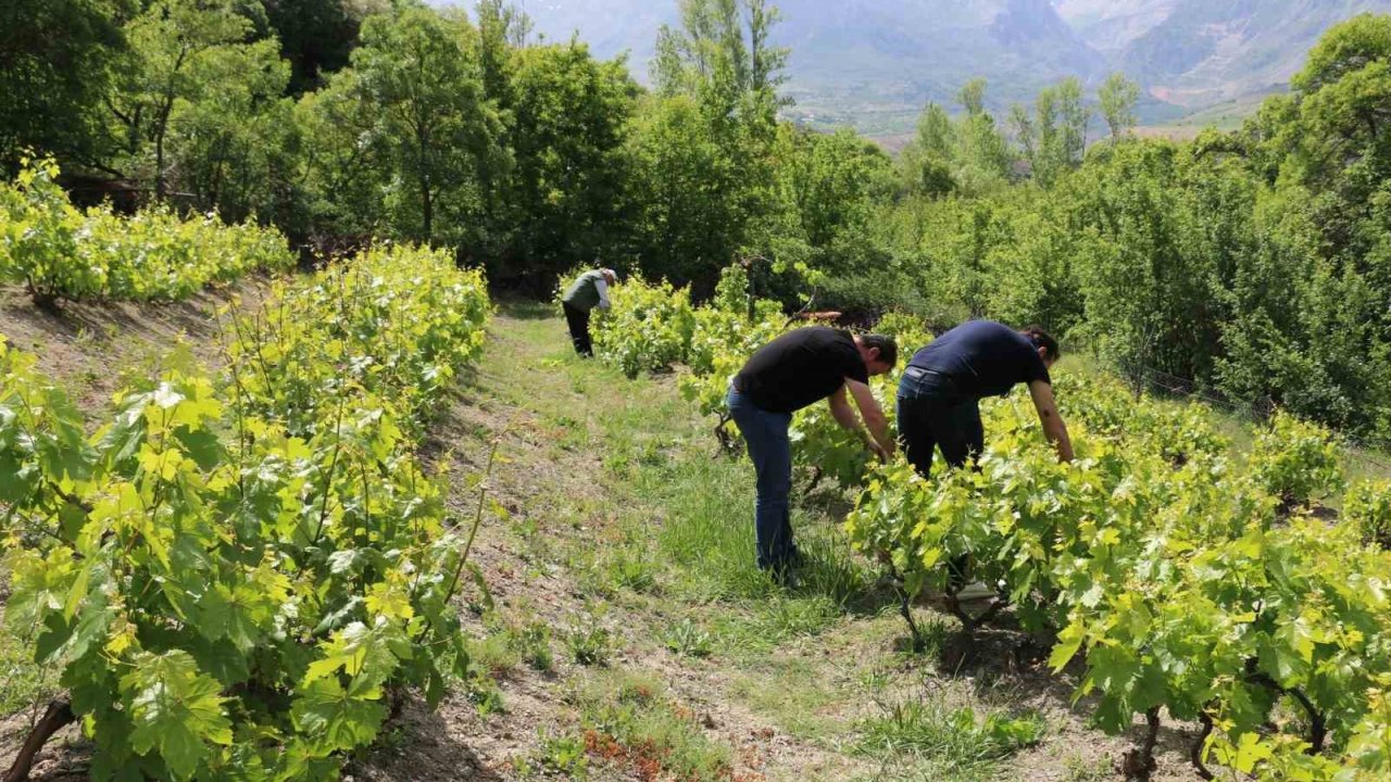 Erzincan’da bağlarda kontroller sürüyor