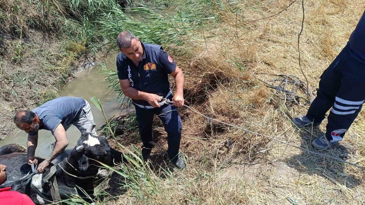 Sulama kanalında düşen ineği itfaiye kurtardı