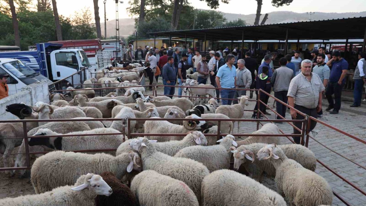 Aydın’da kurbanlıklar pazara indi