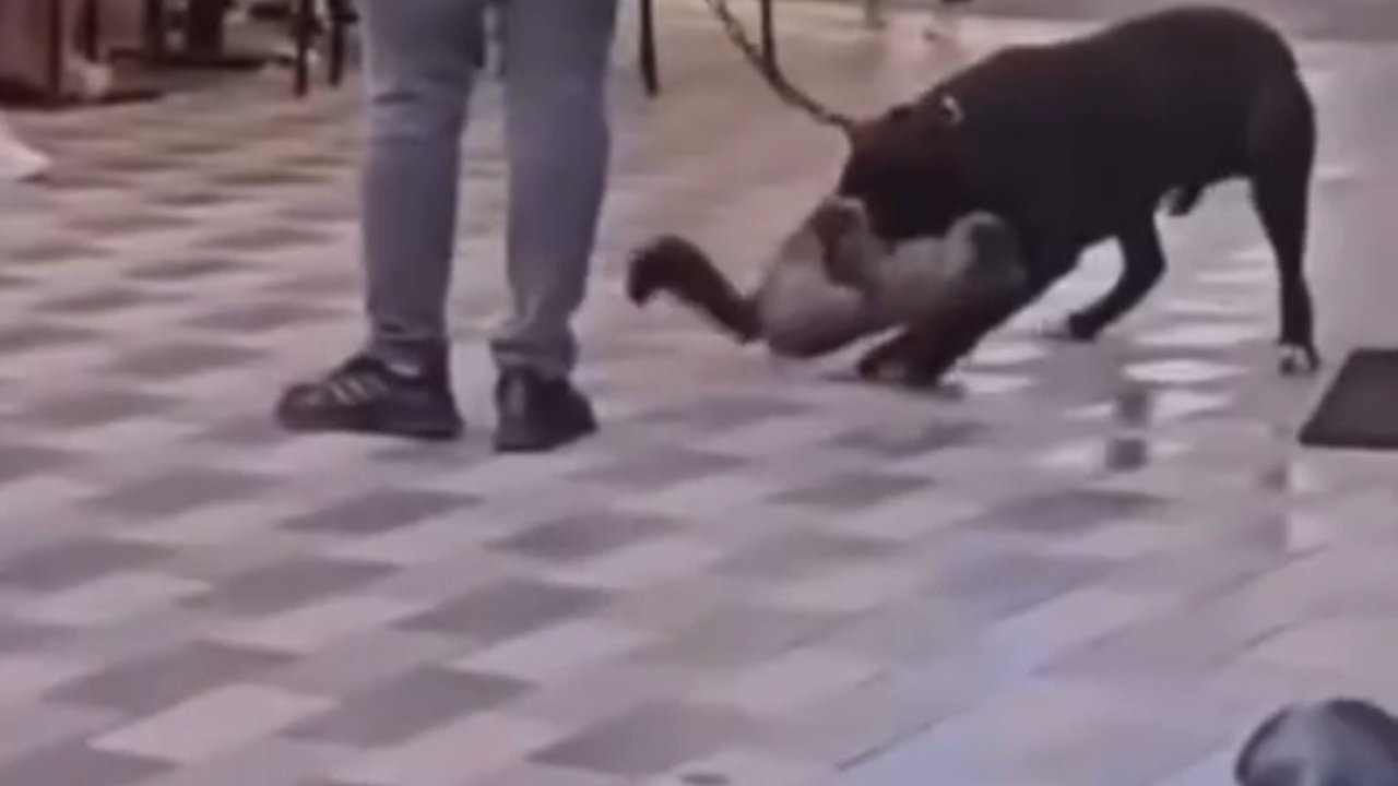 İzmir’de yasaklı ırk köpek kediyi nefessiz bıraktı, sahibi gözaltına alındı