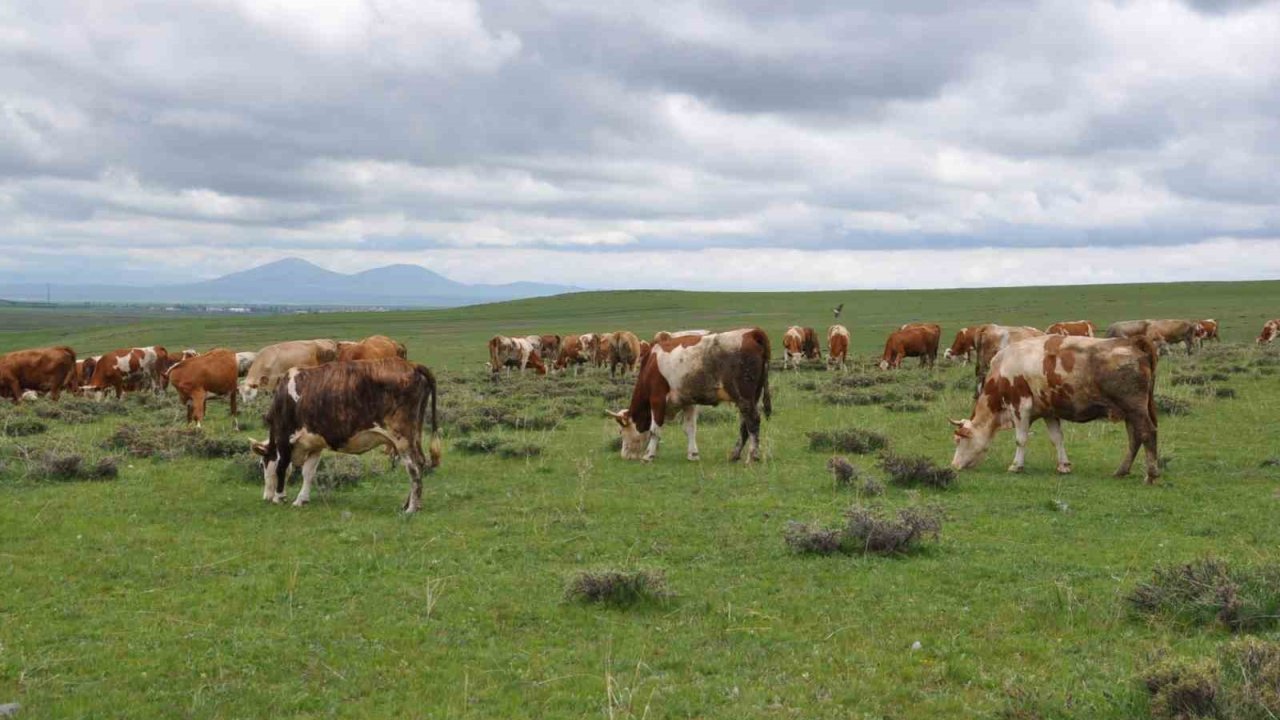 Kars’ta uzmanlardan kurban seçimi uyarısı