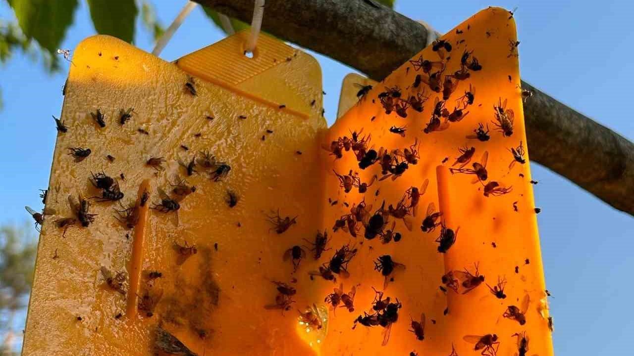 Nazillili üreticilere ’kestane gal arısı’ uyarısı