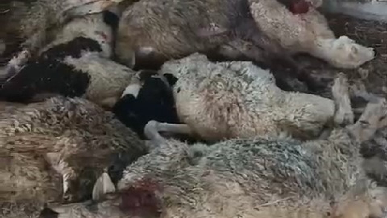 Niğde’de aç kurt 9 koyunu telef etti, 7 koyunu yaraladı