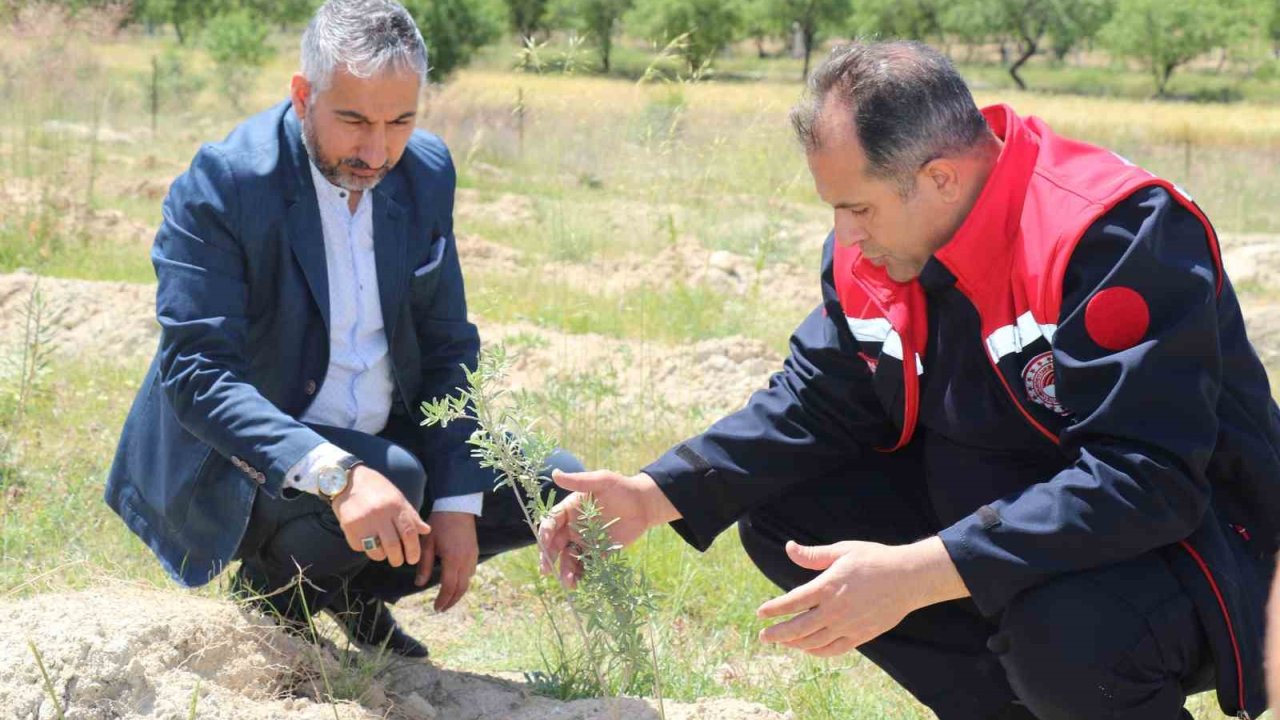 Elazığ’da dikimi yapılan ‘Amerikan Tuz Çalısı’  başarılı oldu