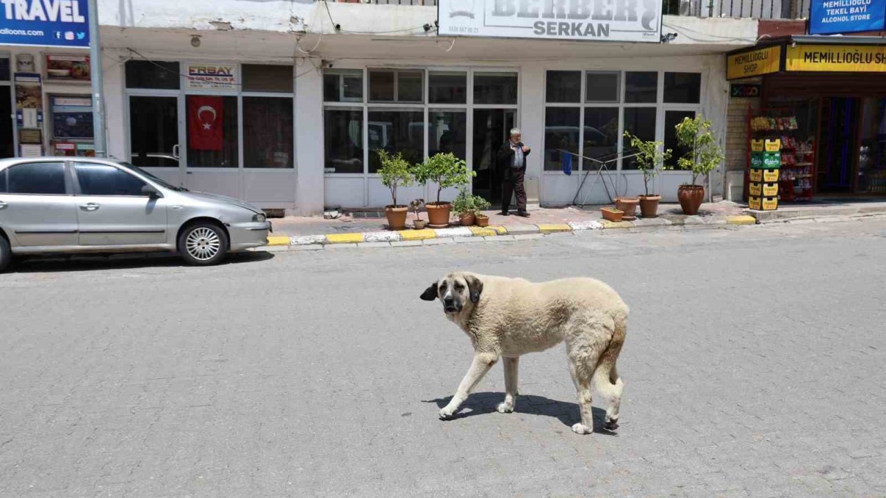 Kapadokya’da sokak köpekleri turizmi de etkiliyor