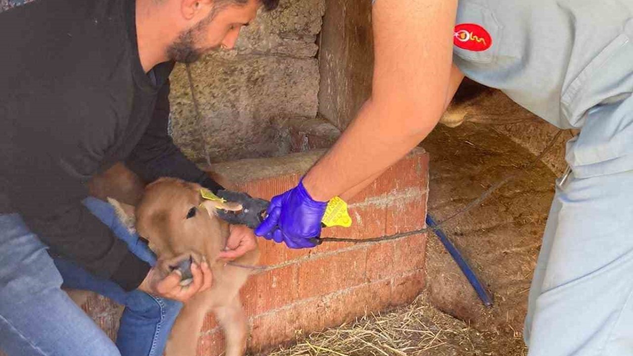 Koçarlı’da büyükbaş hayvanların aşılanması devam ediyor