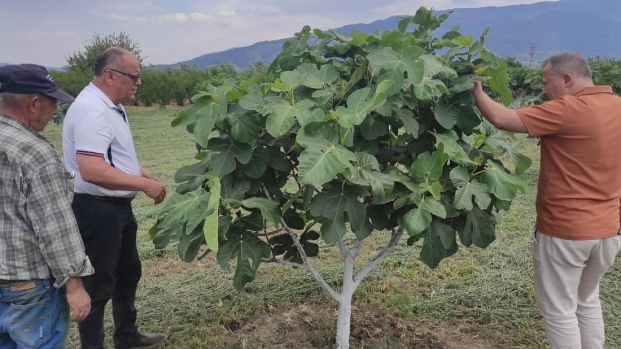 Kuyucak’ta incir bahçelerinde hastalık ve zararlı kontrolü yapıldı