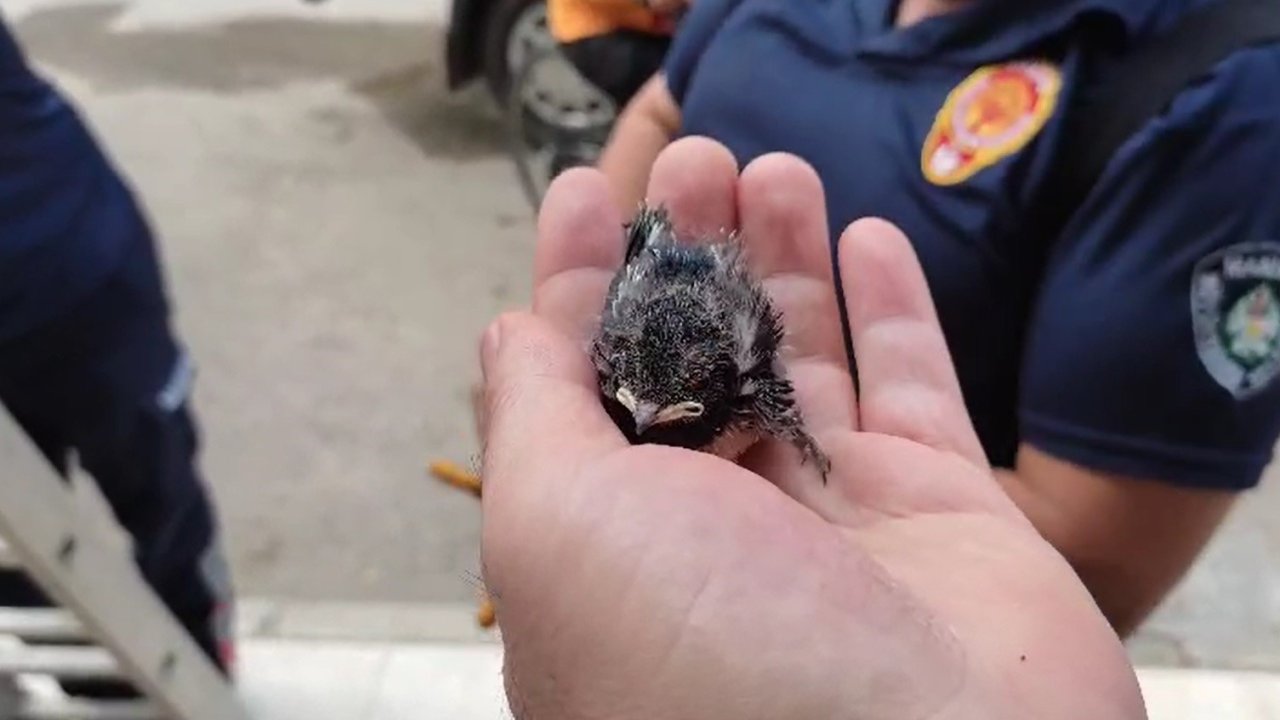 Yuvadan düşen yavru kırlangıcın imdadına itfaiye yetişti