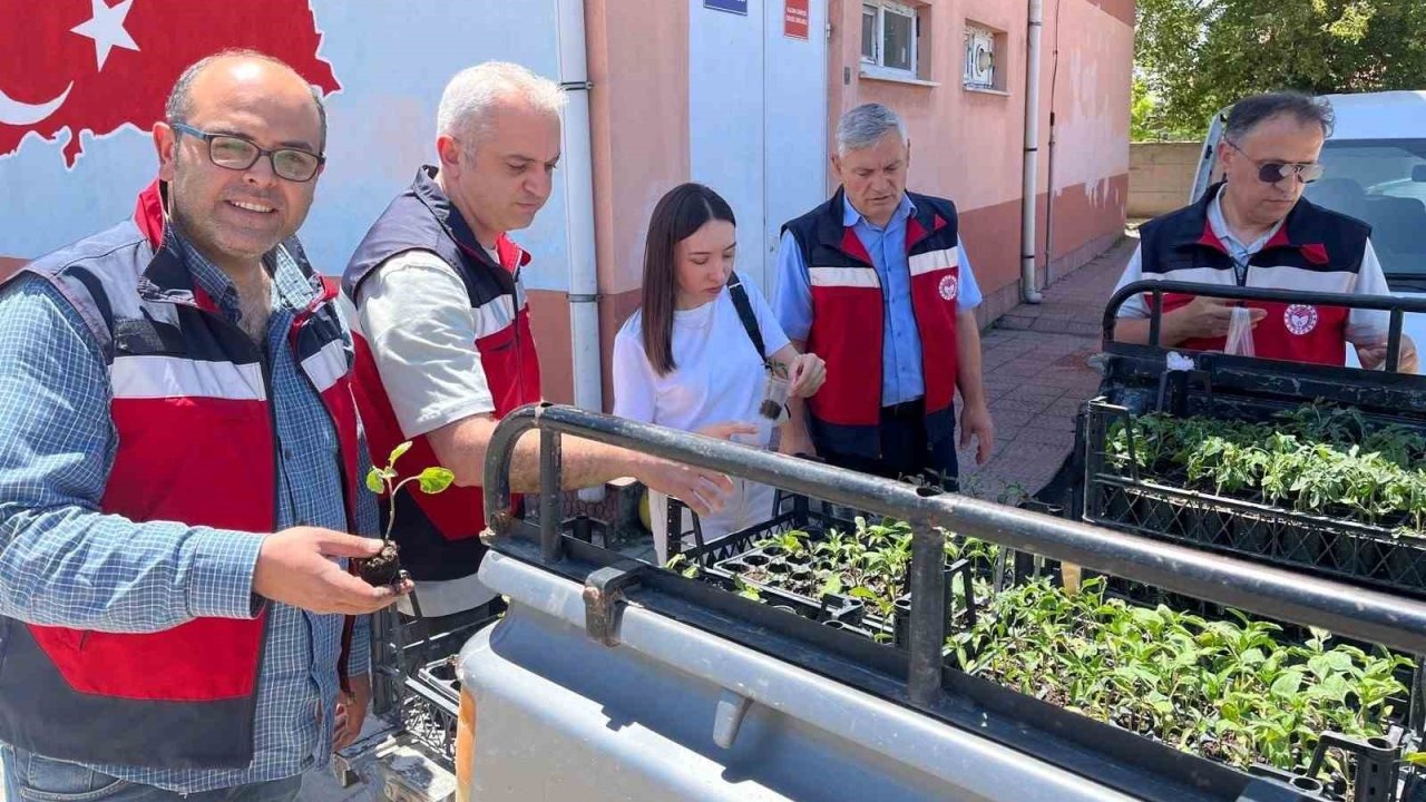 Altıntaş’ta ilkokul öğrencilerine sebze fidesi dağıtıldı