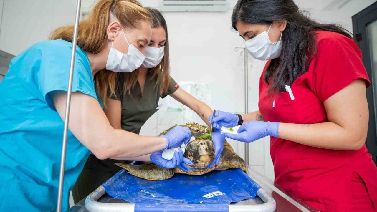 Körfez’deki yaralı caretta caretta kurtarıldı