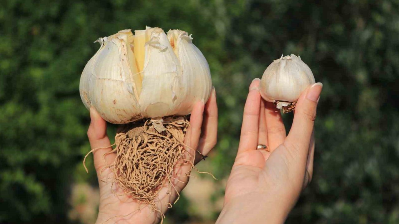 Bu sarımsağı gören bir daha bakıyor