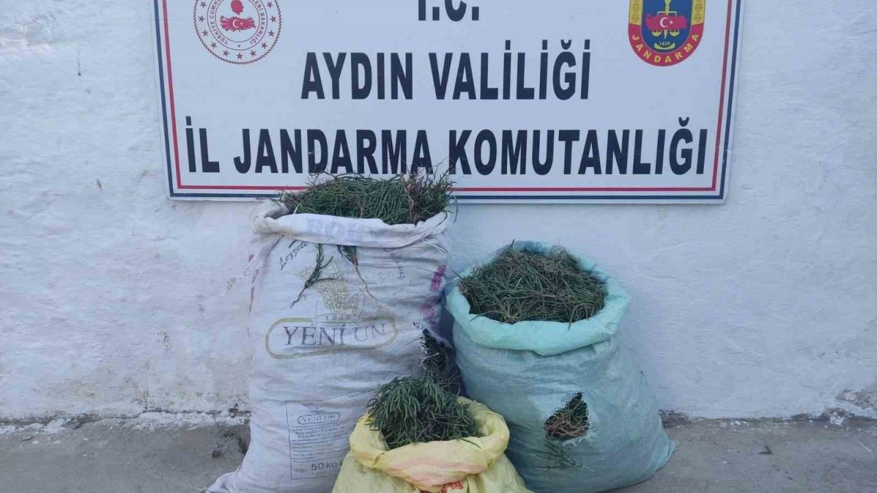 Didim’de 70 kilogram deniz börülcesi ele geçirildi