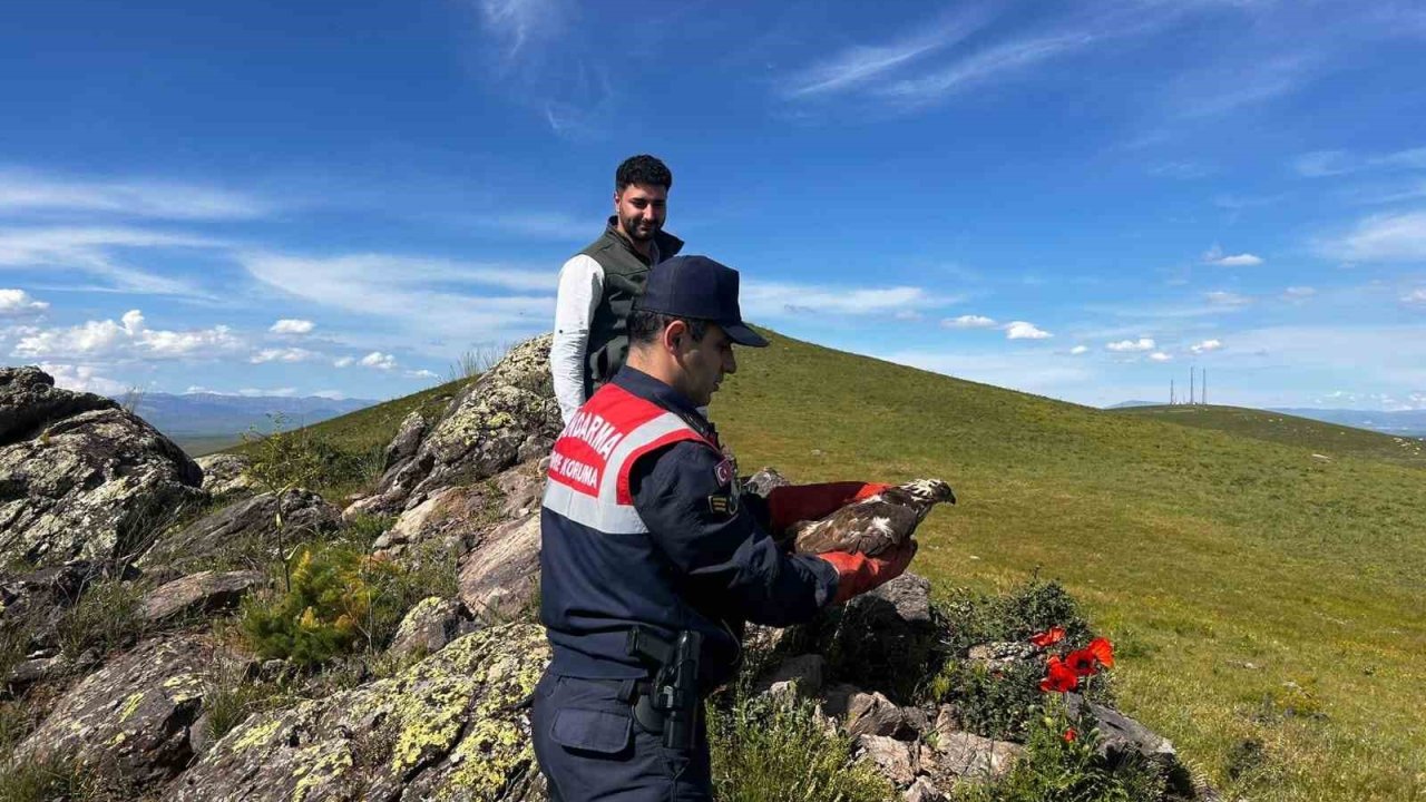 Ağrı’da tedavisi yapılan şahin doğaya salındı