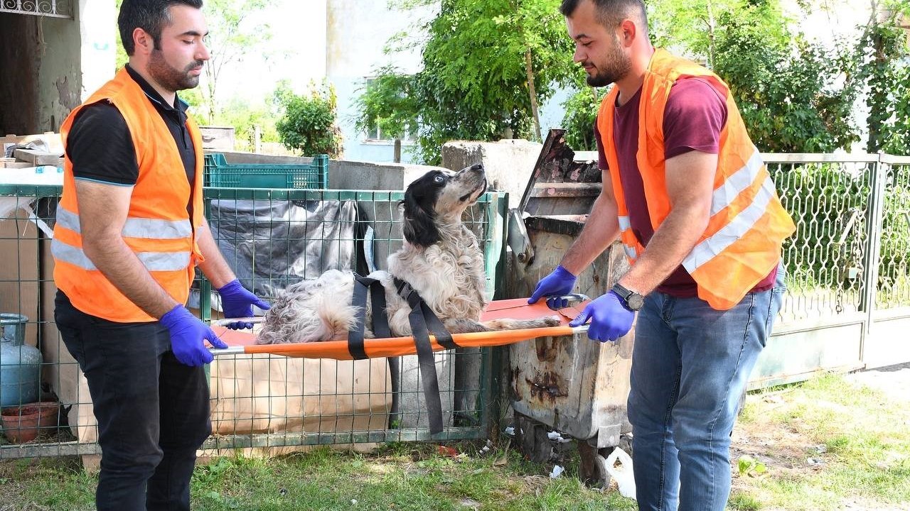 Yaralı köpeğe belediye şefkati