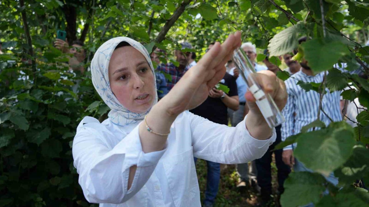 Kahverengi kokarca ile mücadele: 14 bin ‘samuray arısı’ doğaya salındı