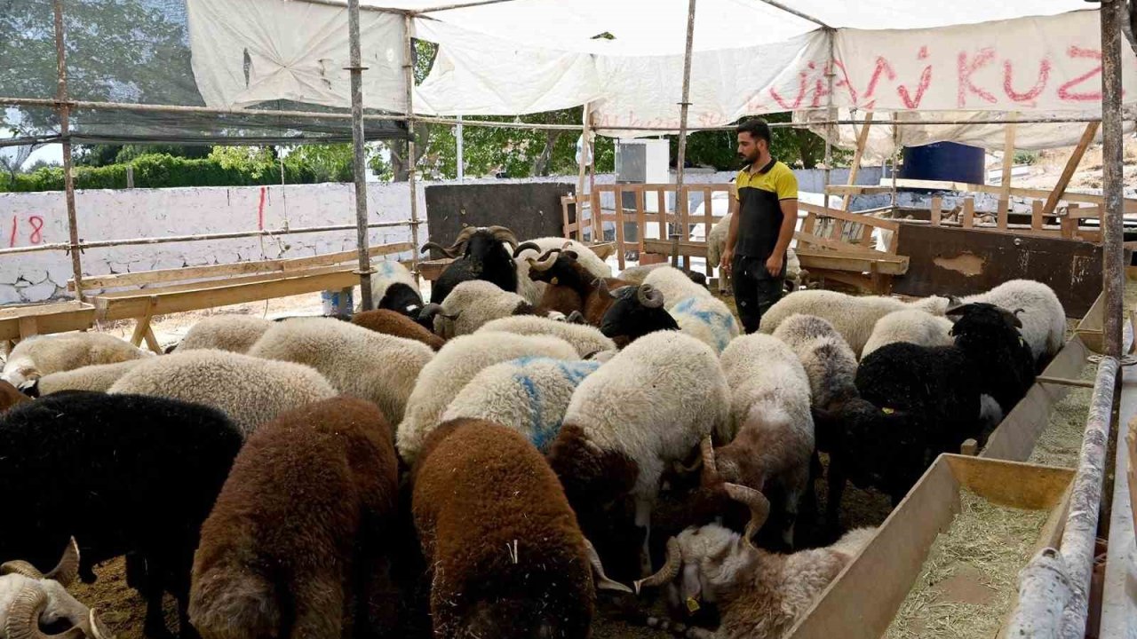 Kuşadası Belediyesi Kurban Bayramı’na hazır