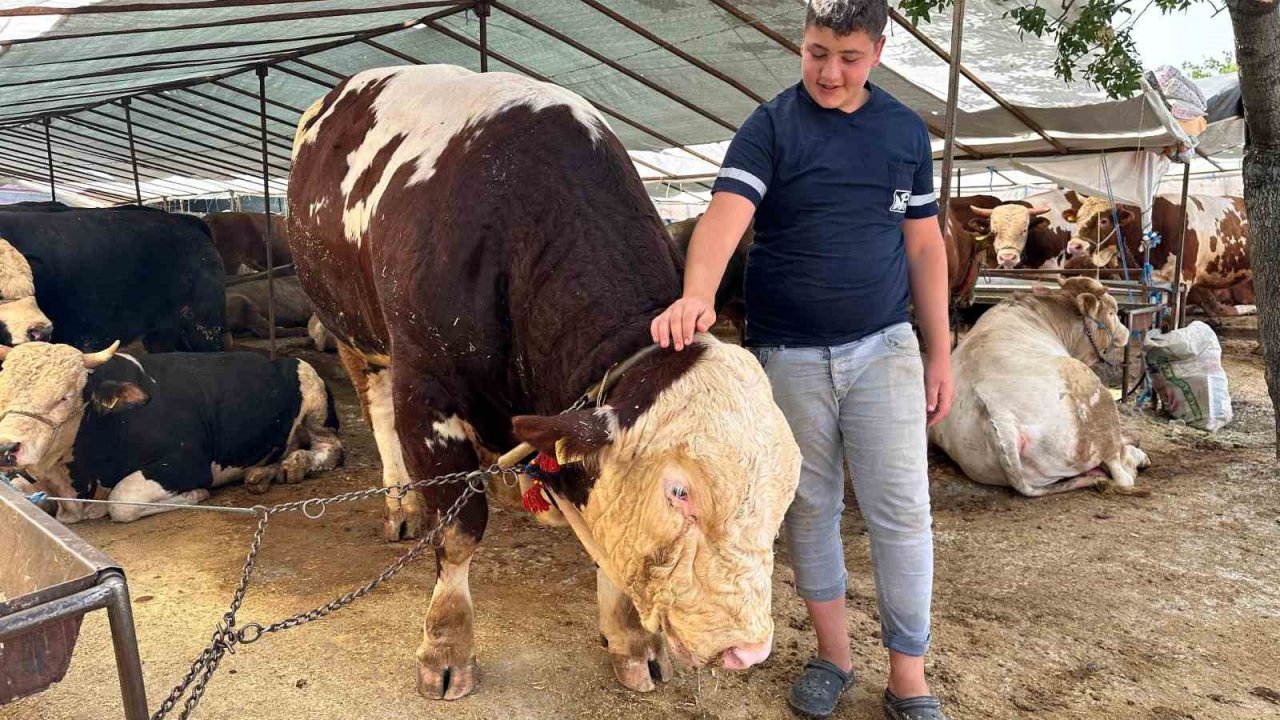 Kartal’da kurban pazarının şampiyonu 1320 kilo ağırlığındaki tosun alıcısını bekliyor