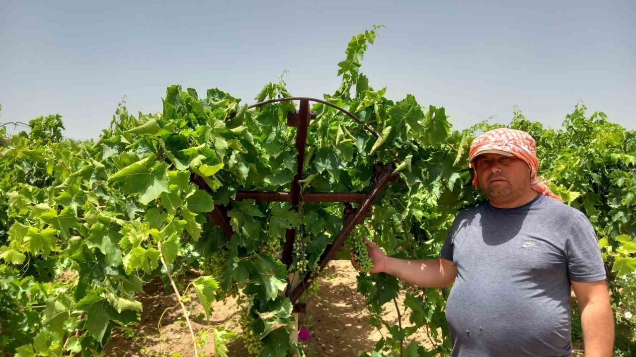 Bunaltan sıcakta üzüm bağlarında çalışmalar sürüyor