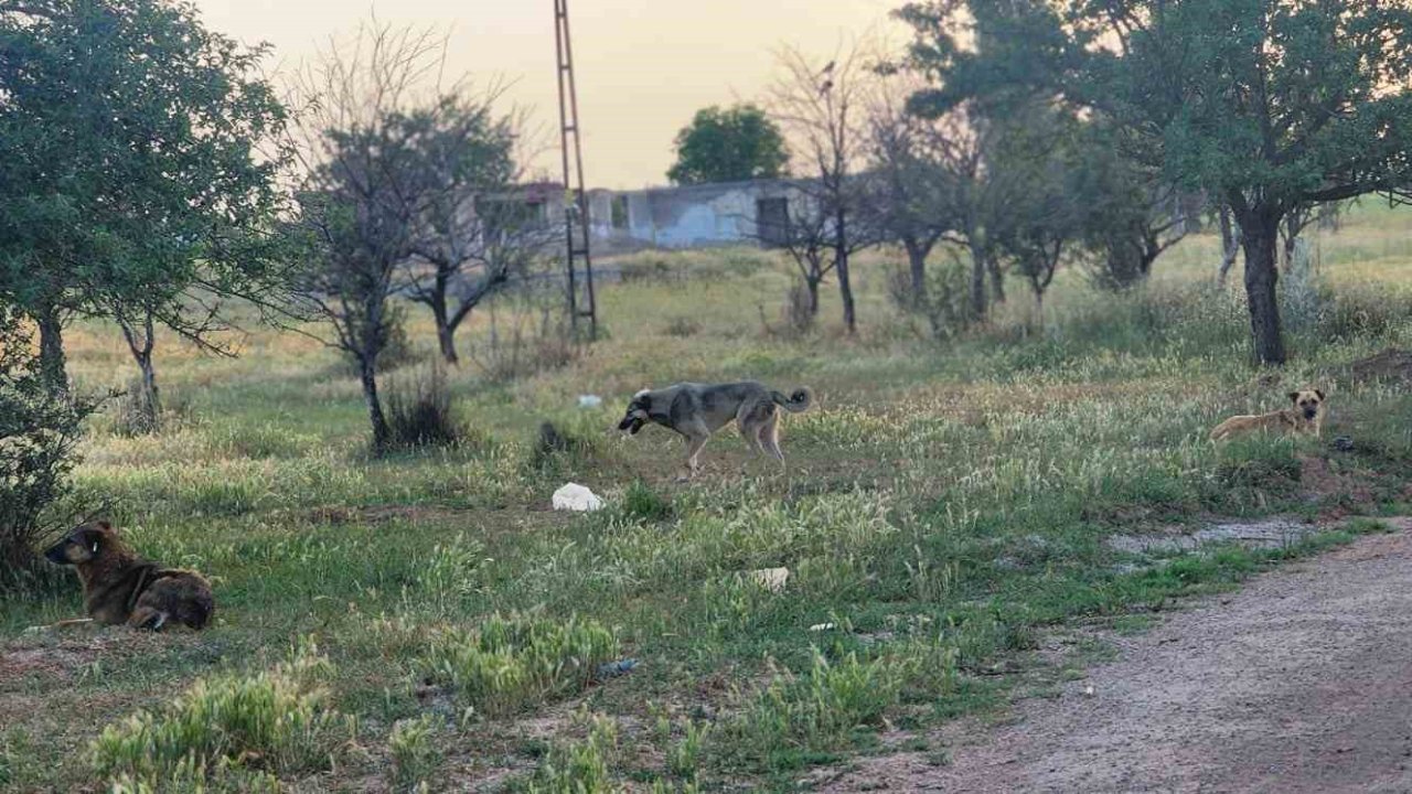 Akyurt’ta başıboş köpekler 4 koyunu telef etti