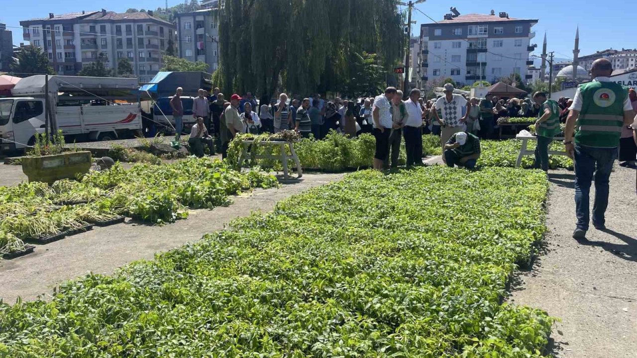 Rize’de ata tohumlarından üretilen 40 bin sebze fidanı vatandaşlara dağıtıldı