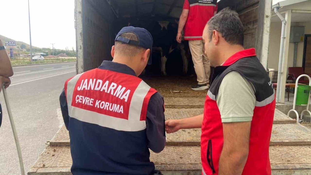 Jandarma’dan kurbanlık nakli yapan araçlara denetim