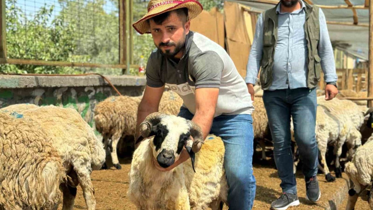 Diyarbakır’da hayvan pazarlarında bayramın son günü yoğunluk arttı