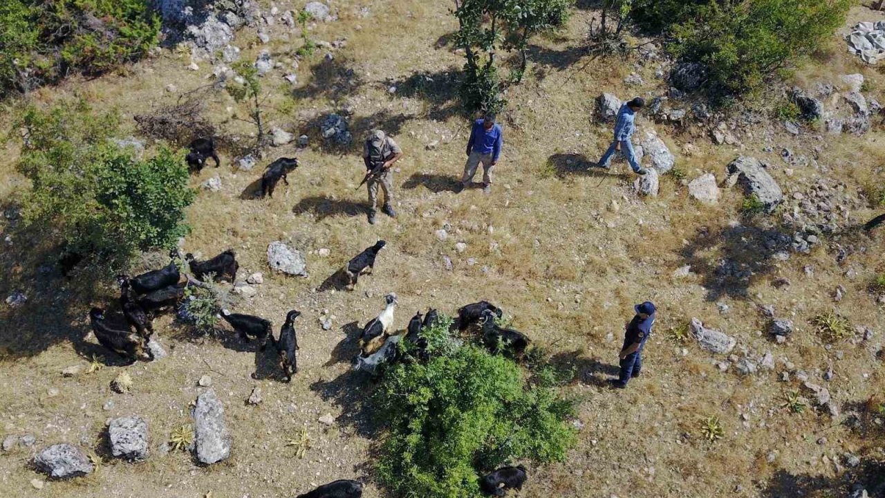 Jandarma kaybolan sürüyü dron ile buldu