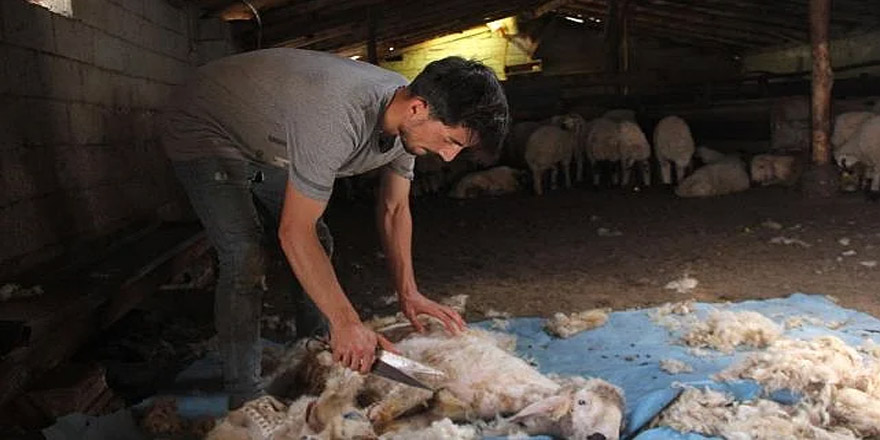 Kars'ta koyun kırkma zamanı