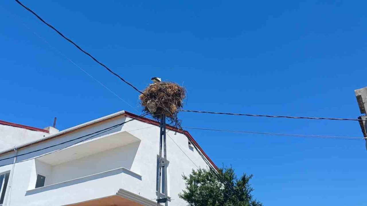 Avcılar’da yıllardır aynı direğe yuva yapan ’Hacı Leylek’ mahallenin maskotu oldu