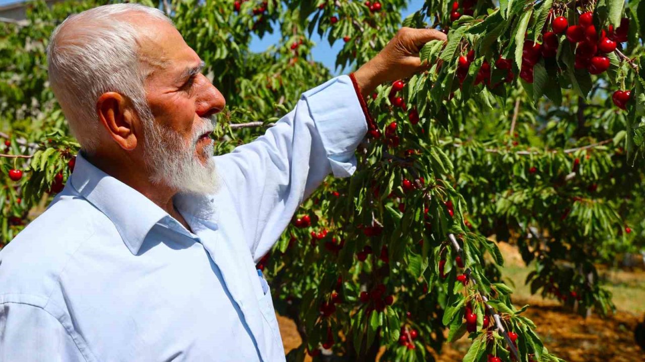 Medeniyetler beşiği 5 bin yıllık Harput’ta erken kiraz hasadı