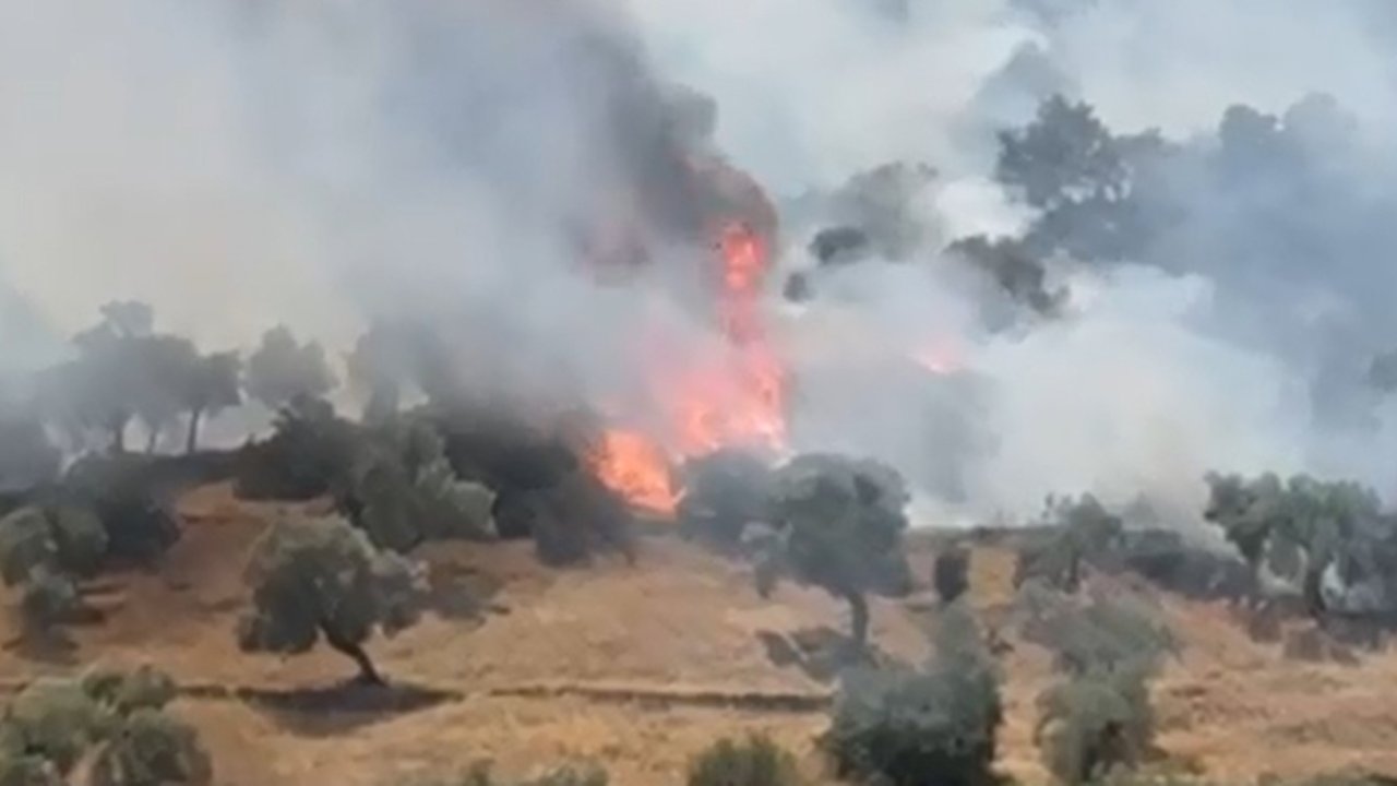 Çine’de zeytinlik alanda yangın çıktı