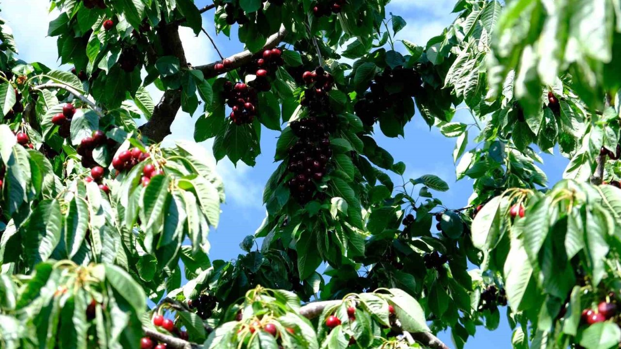 Erzincan’da kiraz ağacından düşme vakaları arttı