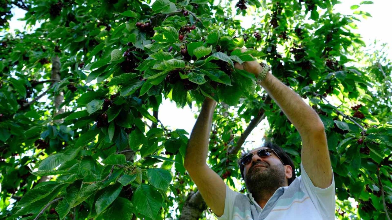 Erzincan’da dalları bastı kiraz