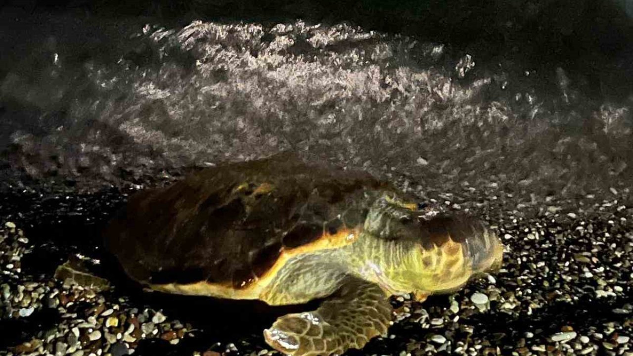 Konyaaltı sahilinde caretta caretta şaşkınlığı