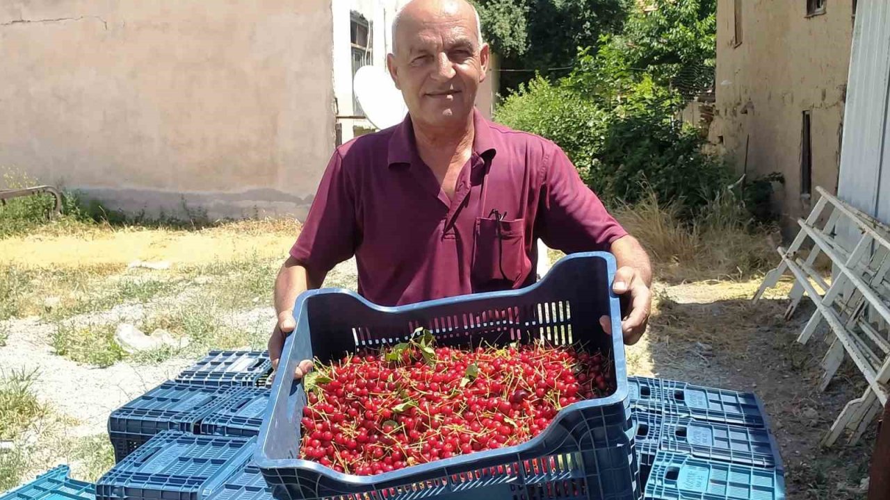 Hisarcık’ta vişne alımlarına başlandı