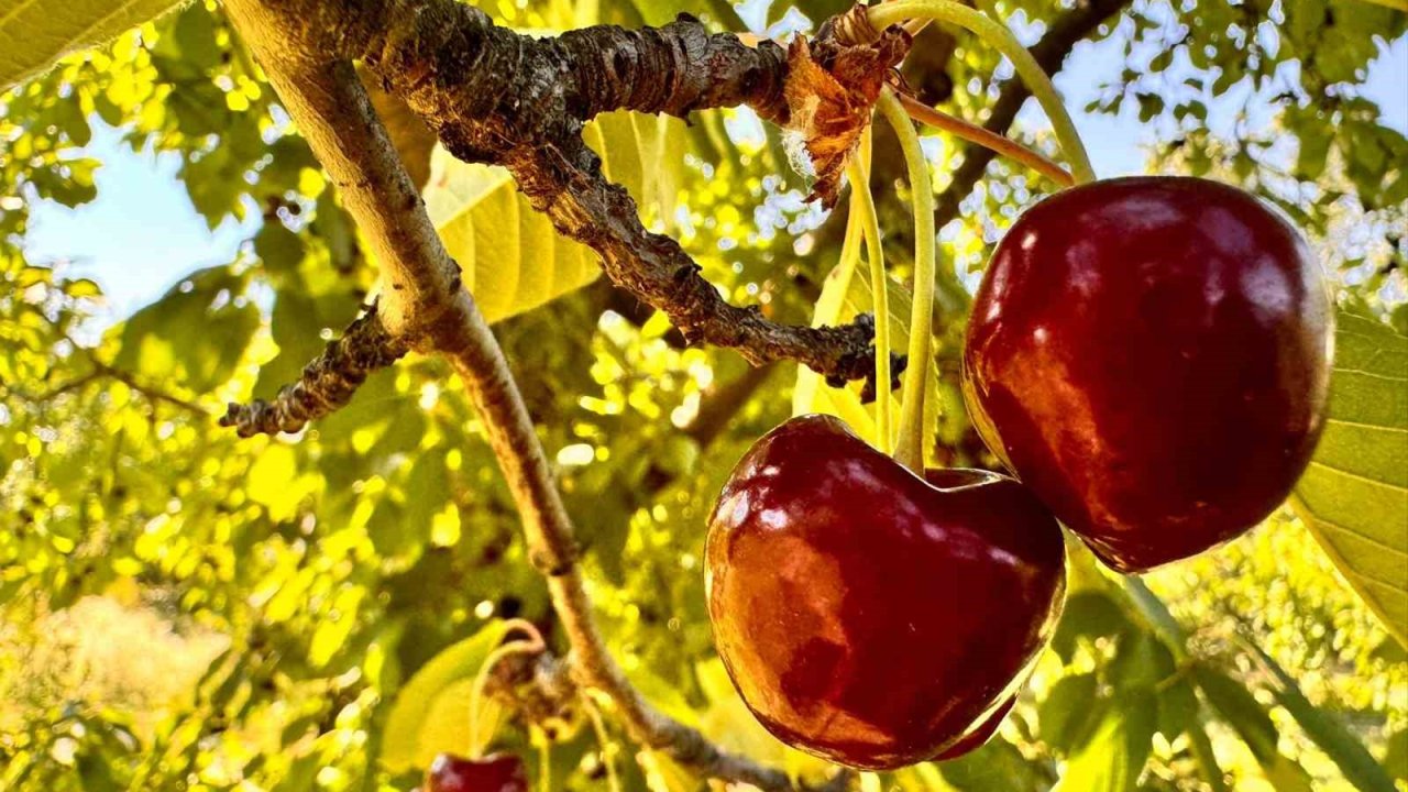 Afyonkarahisar’da bu yıl kirazda istenilen rekolte yakalanamadı