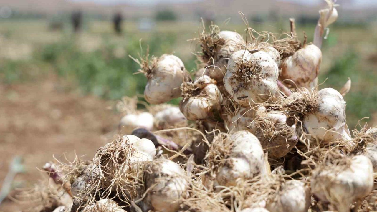 Aksaray’ın organik sarımsakları Rusya ve Almanya yolunda