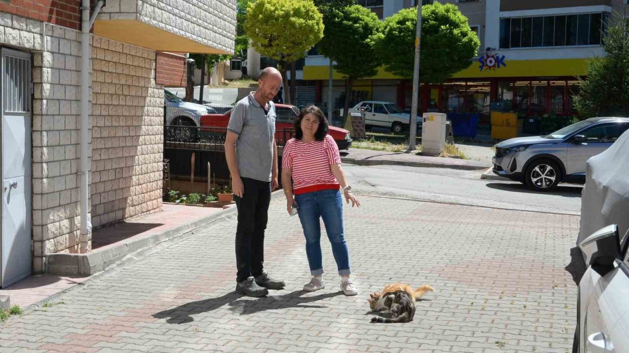 Hasta kedileri tedavi eden Bozüyük Belediyesi’ne hayvanseverden teşekkür