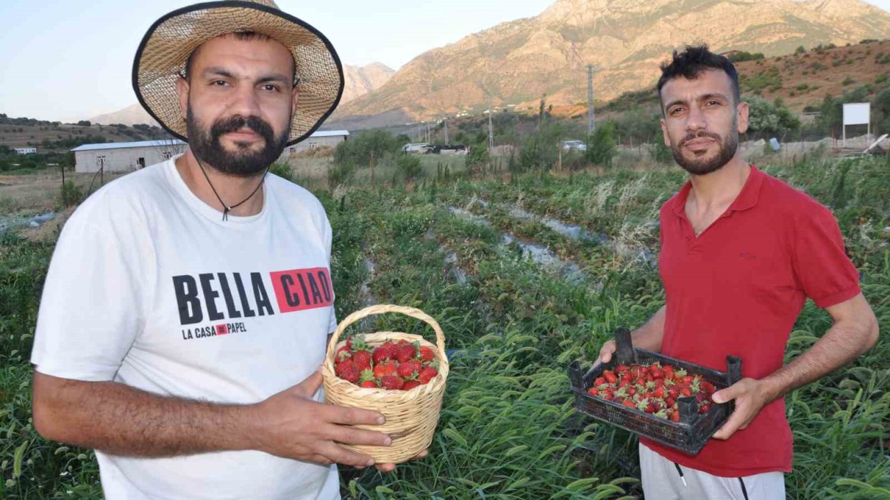 Devlet desteğiyle tütüne alternatif olarak ürettikleri çilekleri devletin zirvesine ulaştırmanın mutluluğunu yaşadılar