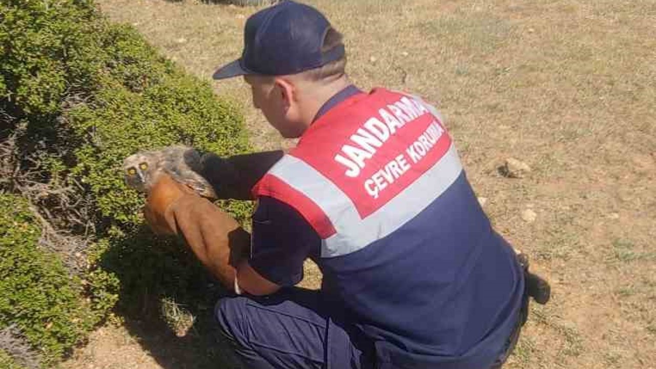 Jandarmanın bulduğu yaralı baykuş tedavi altına alındı