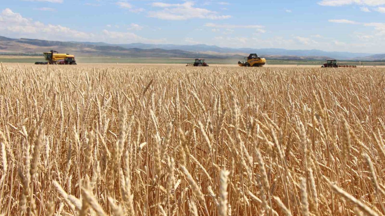 Gökhöyük’te tohumluk buğday hasadı başladı: 4 bin 500 ton üretim bekleniyor