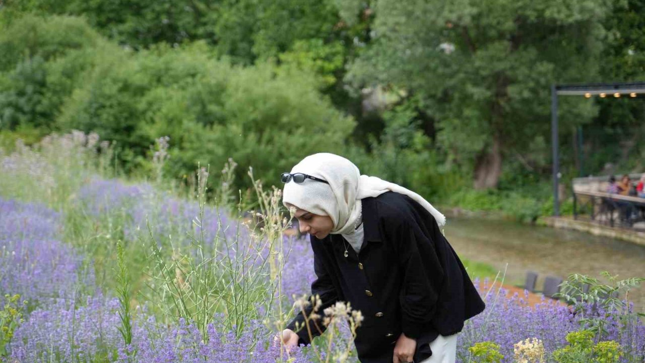 Erzincan’da lavanta üretimi için çalışmalarına devam ediyor