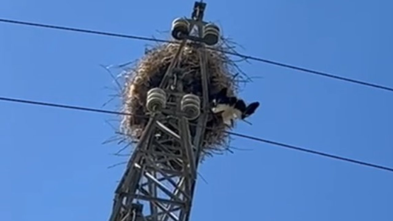 Elektrik direğinde tellere takılarak mahsur kalan leylek kurtarıldı