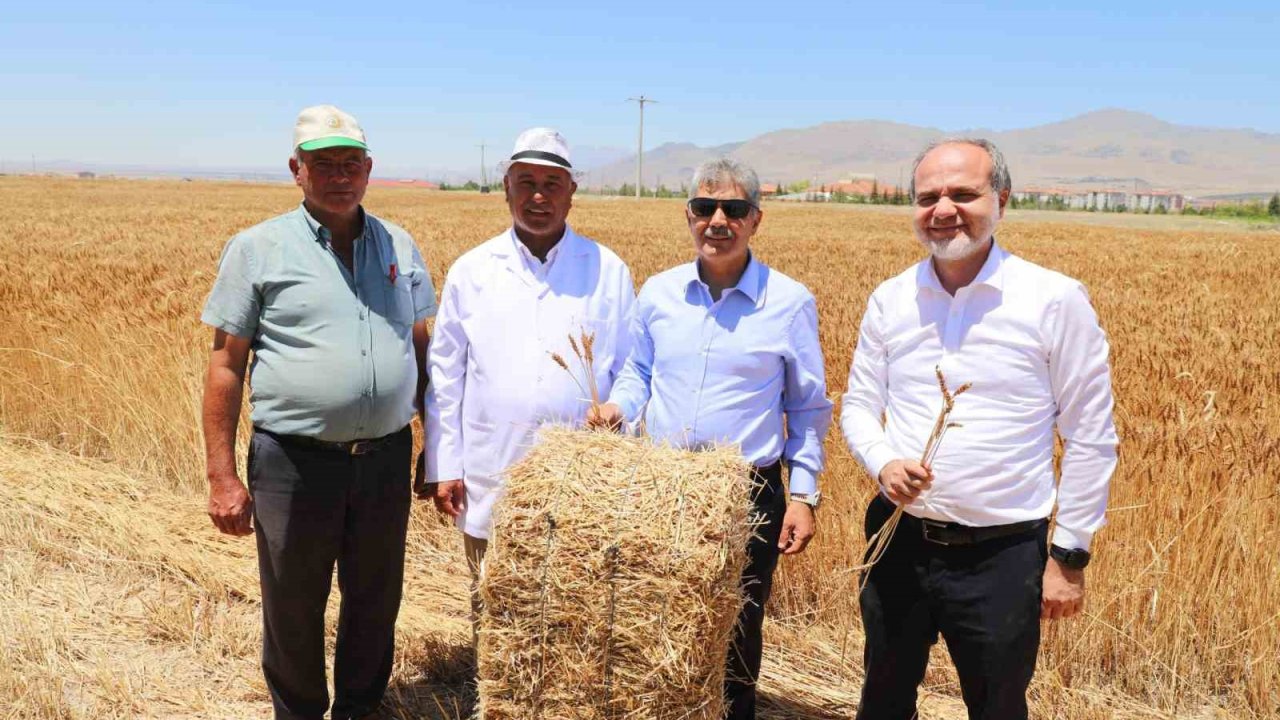 Üniversitenin tarım arazilerinde buğday hasadı başladı